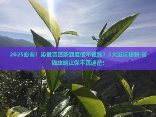 沁爱普洱茶怎样