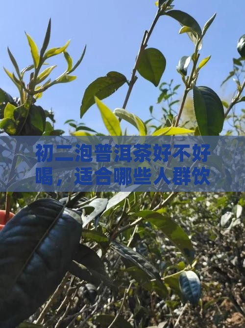 初二泡普洱茶好不好喝