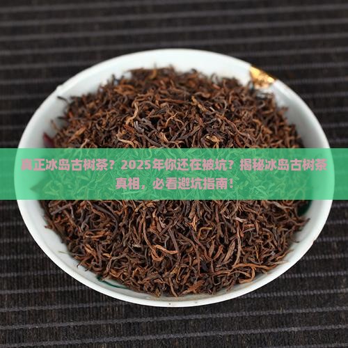 真正冰岛古树茶