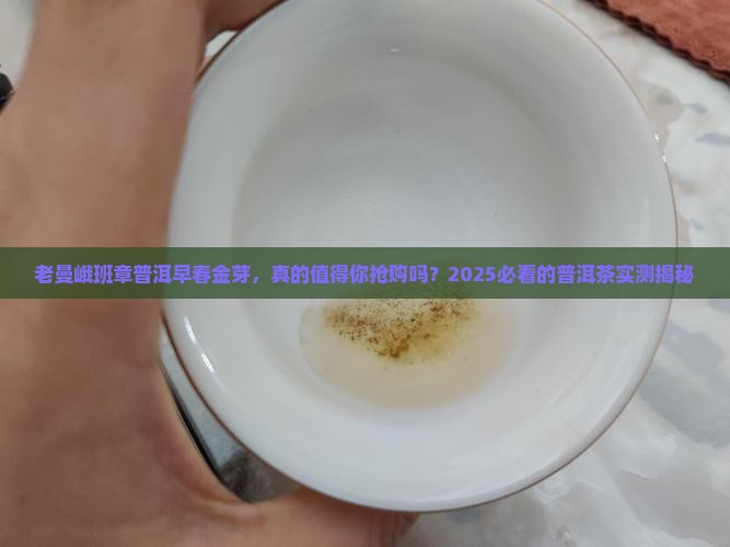 老曼峨班章普洱早春金芽