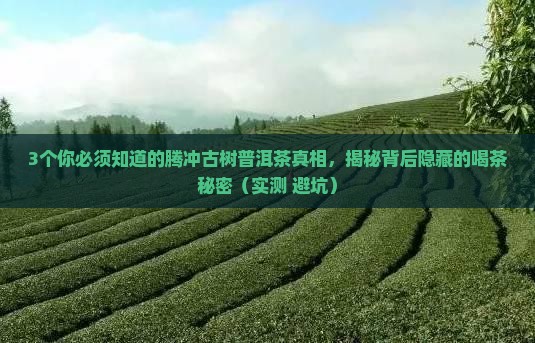 腾冲古树普洱茶特点介绍
