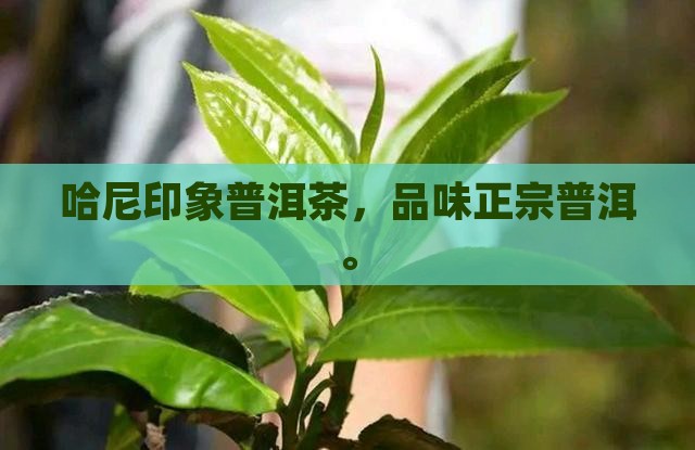 哈尼印象普洱茶怎么样