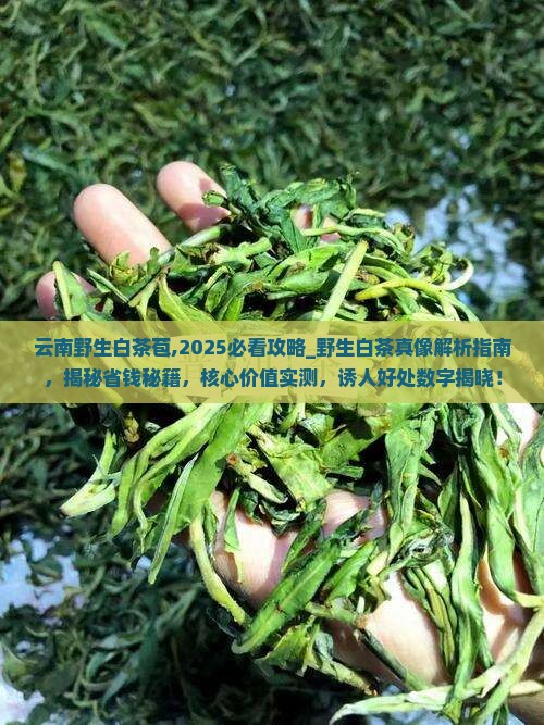 云南野生白茶苞