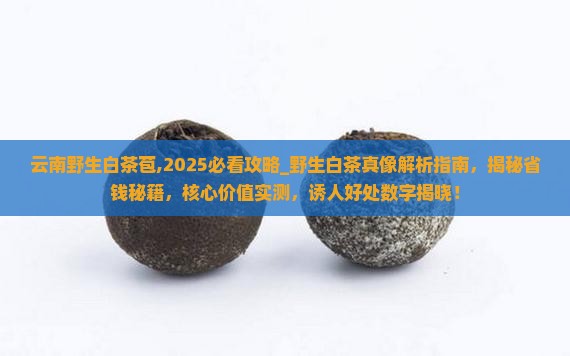 云南野生白茶苞