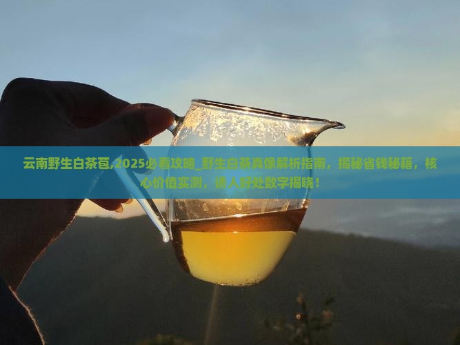 云南野生白茶苞