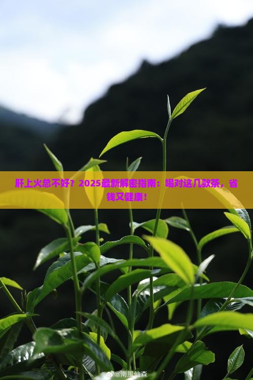 肝上火喝什么茶好