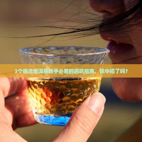 临沧普洱茶属于什么茶种