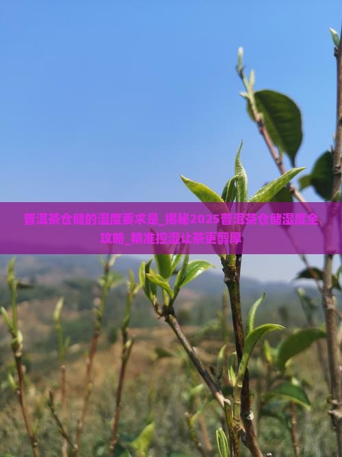 普洱茶仓储的湿度要求是