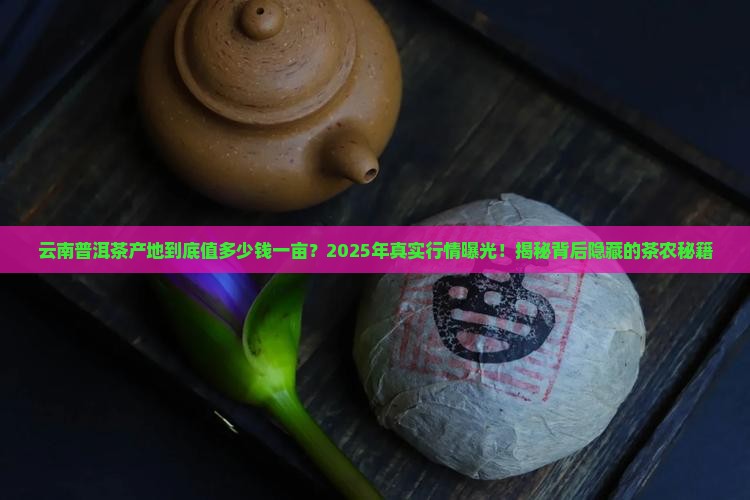 云南普洱茶产地多少钱一亩