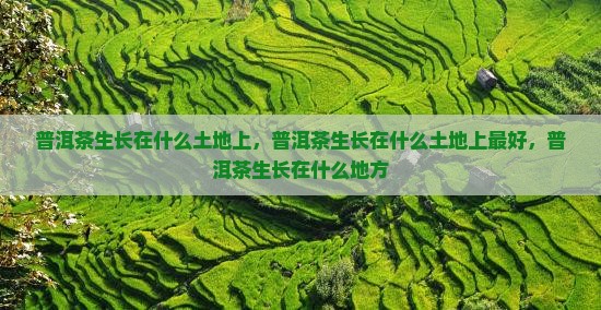 普洱茶生长在什么土地上