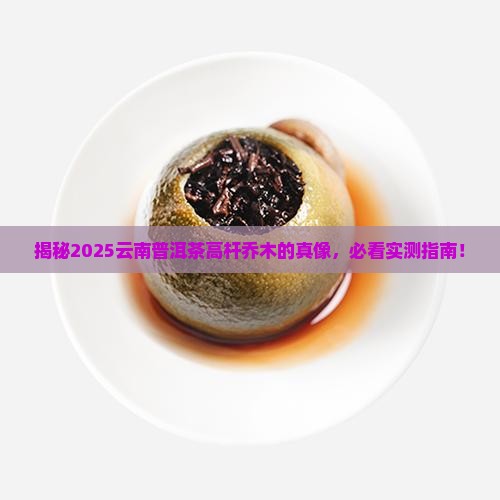 云南普洱茶的高杆乔木是什么