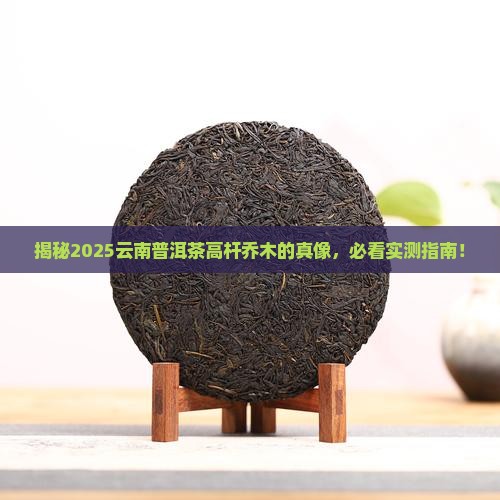 云南普洱茶的高杆乔木是什么