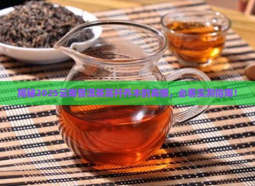 云南普洱茶的高杆乔木是什么