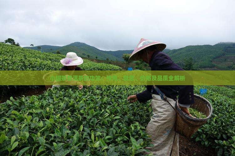 小罐茶普洱茶的功效