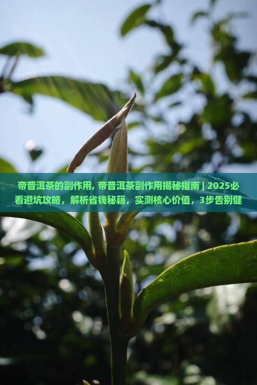 帝普洱茶的副作用