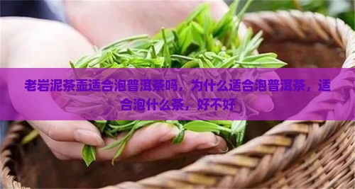 老岩泥茶壶适合泡普洱茶吗