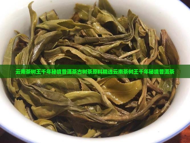 云南茶树王千年秘境普洱茶