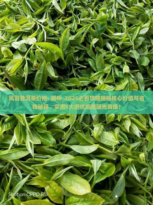 凤羽普洱茶价格 凤羽普洱茶价格