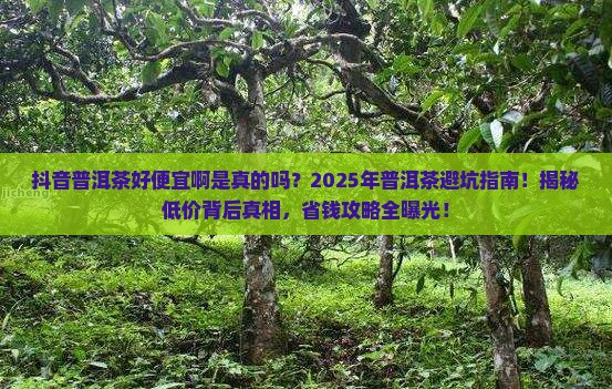 抖音普洱茶好便宜啊是真的吗