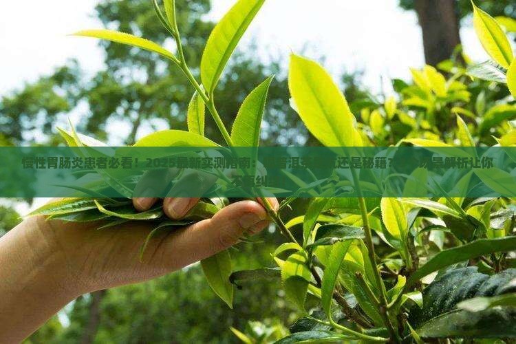 慢性胃肠炎能喝普洱茶吗