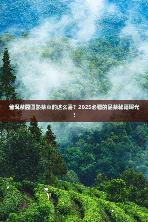 普洱茶圆圆熟茶