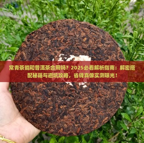 常青茶能和普洱茶合用吗