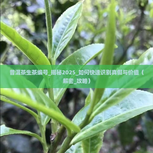 普洱茶生茶编号