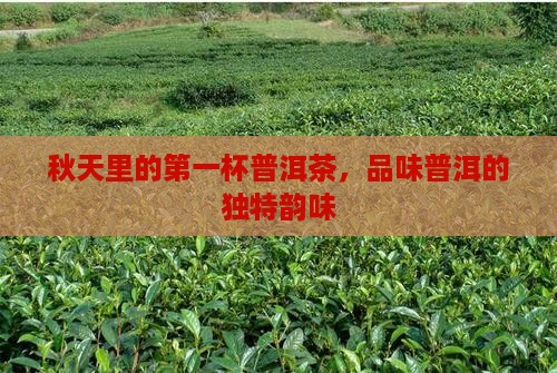 秋天里的第一杯普洱茶