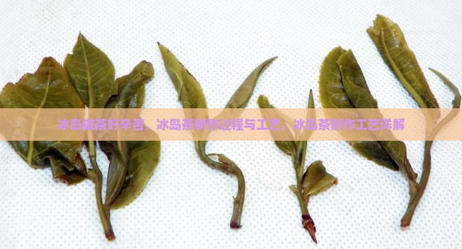 冰岛做茶好辛苦
