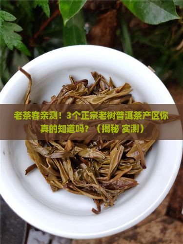 正宗老树普洱茶产区在哪里