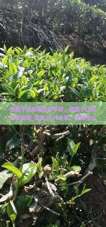 碎银子到底喝着好不好 碎银子到底喝着好不好