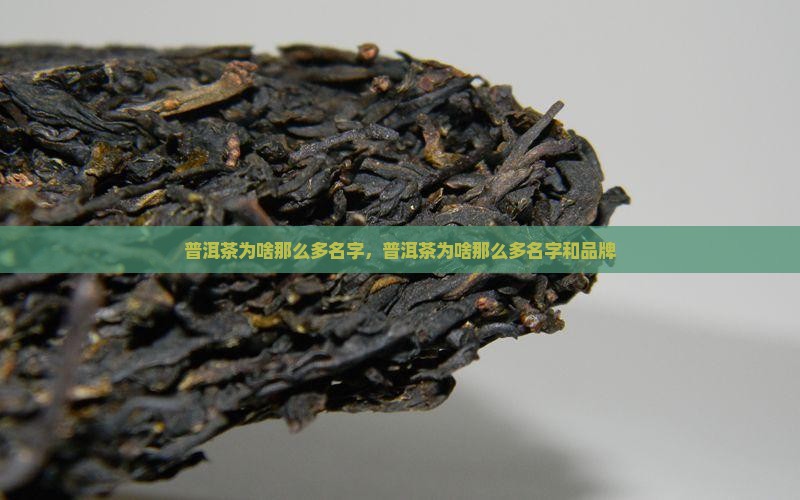 普洱茶为啥那么多名字
