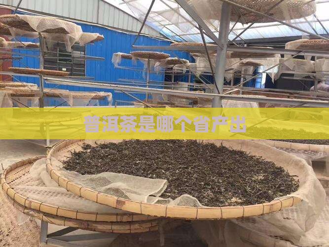 普洱茶是哪个省产出