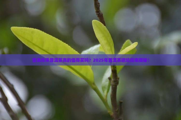 普真传承普洱茶