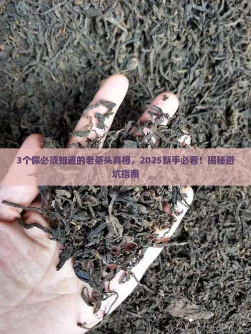 普洱茶的老茶头特点是什么