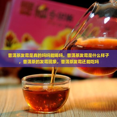 普洱茶发霉是真的吗吗能喝吗