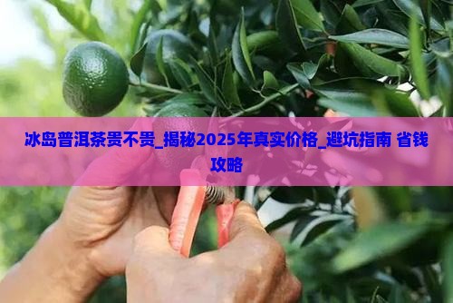 冰岛普洱茶贵不贵