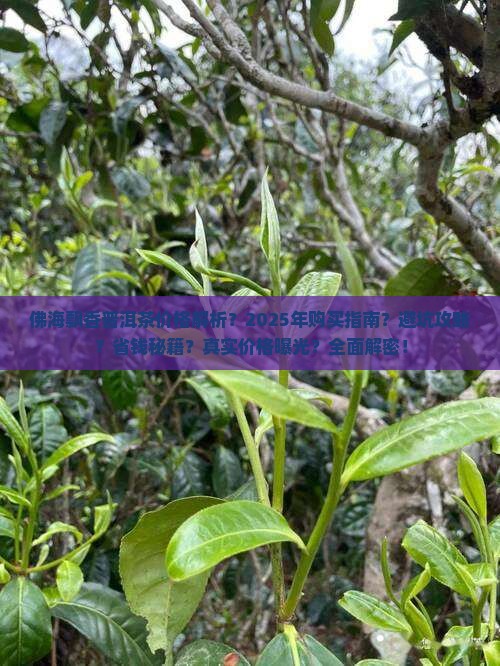 佛海飘香普洱茶价格查询
