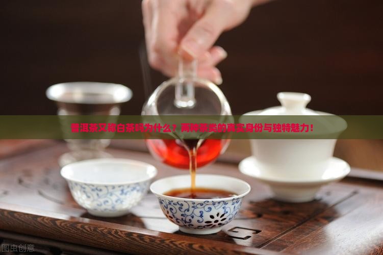 普洱茶又称白茶吗为什么