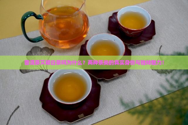 普洱茶又称白茶吗为什么