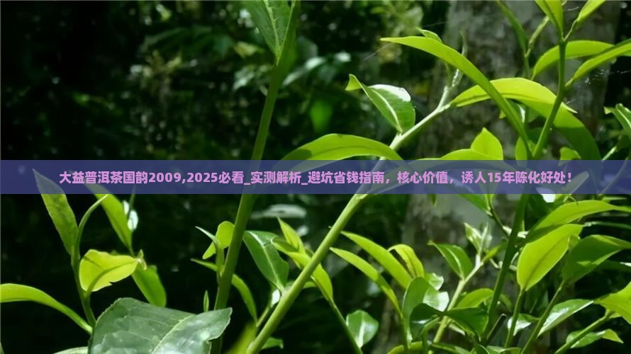 大益普洱茶国韵2009