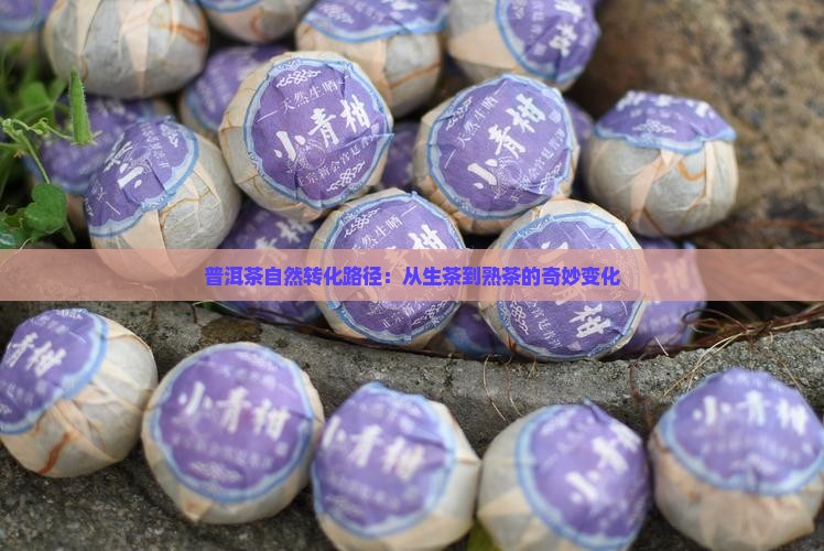 普洱茶自然转化路径