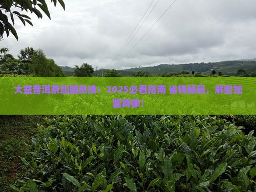 大益普洱茶加盟热线