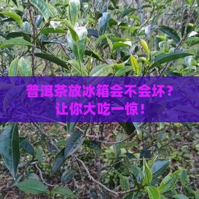普洱茶放冰箱会不会坏