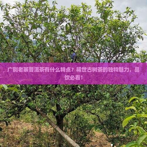 广别老寨普洱茶有什么特点