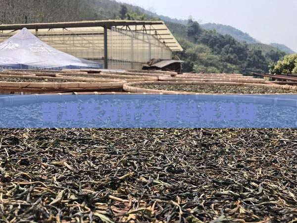 普洱茶为什么喝起来没味