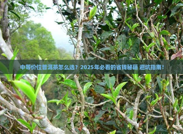 中等价位的普洱茶推荐