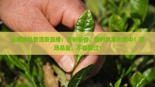 云南冰岛普洱茶直播