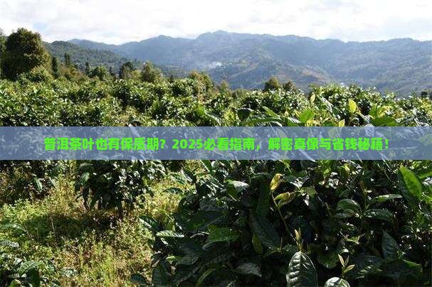 普洱茶叶有保质期吗