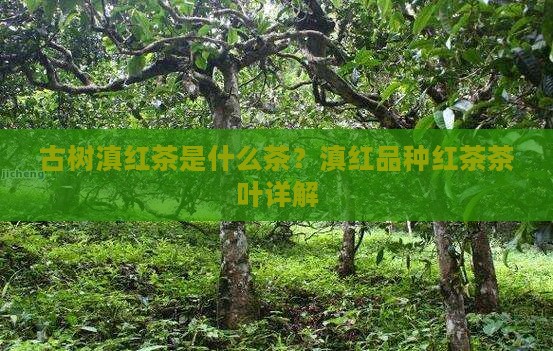 古树滇红茶是什么茶